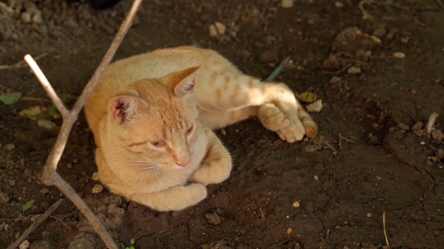 猫在街上休息视频素材