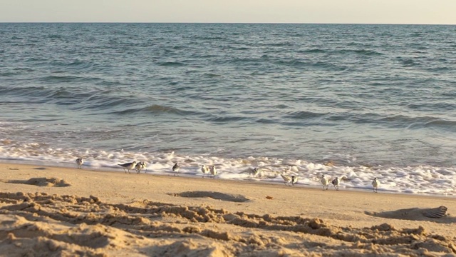 慢镜头快沙德林涉水鸟寻找食物的海岸鸟在海滩视频素材