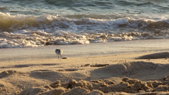 慢镜头快沙德林涉水鸟寻找食物的海岸鸟在海滩视频素材