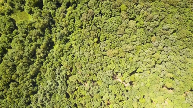 鸟瞰图的一个小森林湖在绿色茂密的树林中在夏天。视频素材