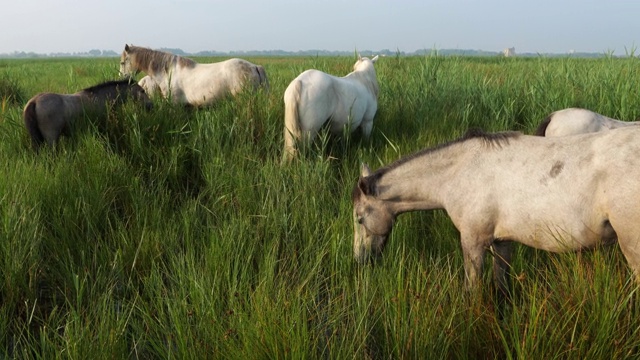 法国卡马格，白色卡马格马，母马和小马驹视频素材