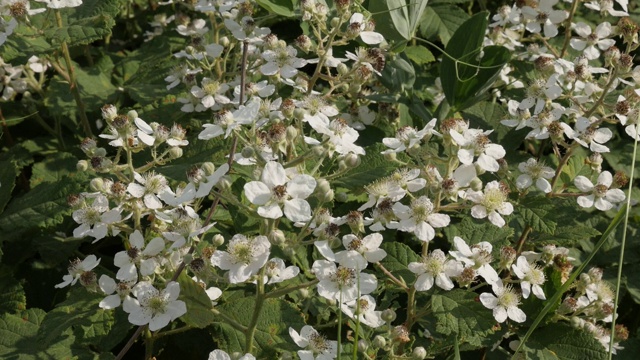 野生黑莓植物慢动作视频素材