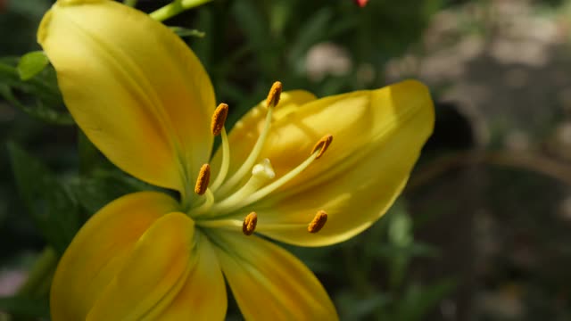 黄虎百合植物宏观细节近距离4K视频素材