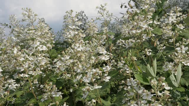 蜜蜂在黑莓果实上慢动作视频素材