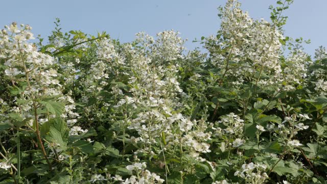 黑莓水果植物和蜜蜂4K视频视频素材