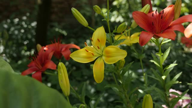 黄百合黄花雌蕊和雄蕊浅DOF 4K视频素材