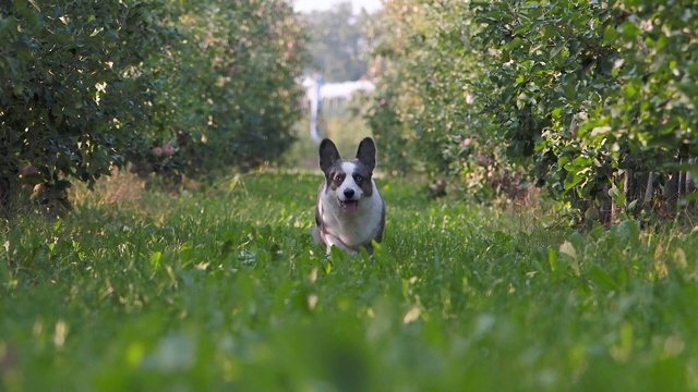 夏天，柯基犬在苹果园的户外奔跑视频素材