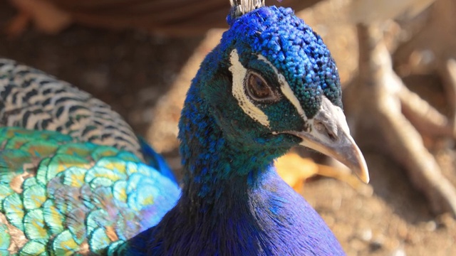 印度孔雀(Pavo cristatus)，也被称为普通的孔雀，和蓝色的孔雀，是一种原产于印度次大陆的孔雀物种。视频素材