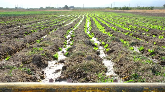 种植各种生菜的田地采用灌溉系统灌溉。农业的概念视频素材画面1