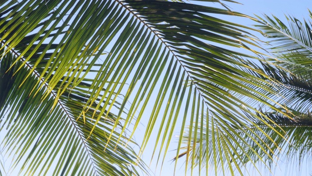 热带海滩棕榈叶椰子树在风中摇摆在蓝天夏天的背景。视频素材