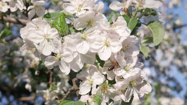 春天苹果树上的蜜蜂开着白色的花视频素材