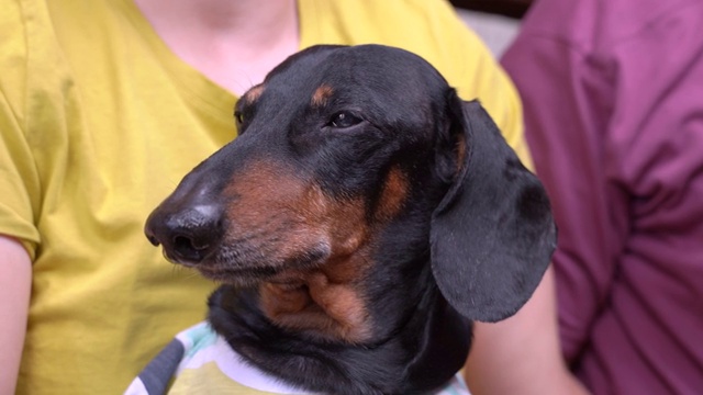 这只悲伤的黑棕相间的腊肠犬穿着t恤，坐在主人的膝盖上，因恐惧或痛苦而哀鸣。宠物在预定的兽医预约。所有的动物都害怕医生视频素材