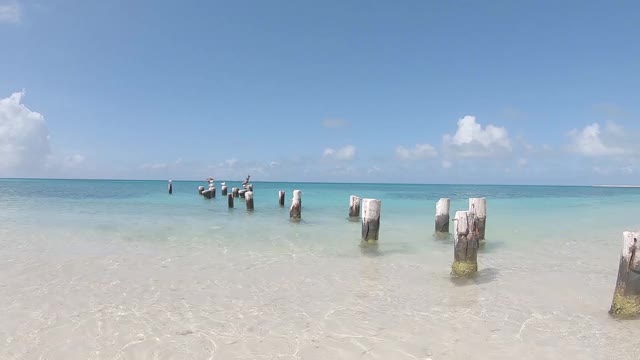 海滩上的海浪和海鸥在码头码头柱上视频素材