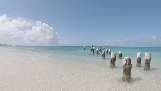 海鸥和鹈鹕坐在白沙滩的码头柱子上视频素材