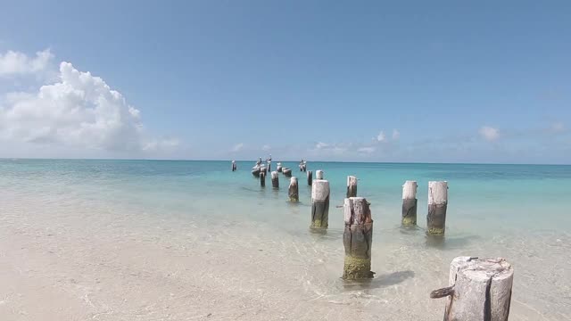 海鸥和鹈鹕坐在白沙加勒比海滩碧绿海水码头的柱子上视频素材