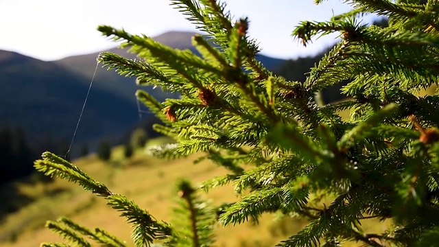 秋日透过松树看山景。云杉在山上缓缓移动视频素材