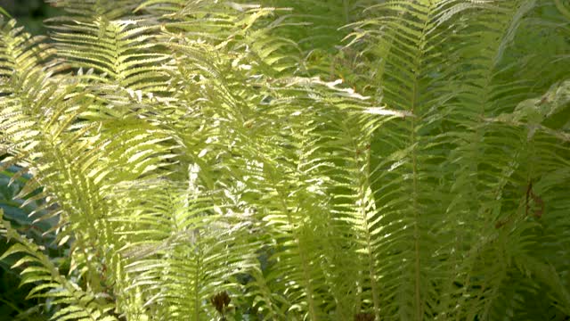 花园里有一株绿色的蕨类植物视频素材