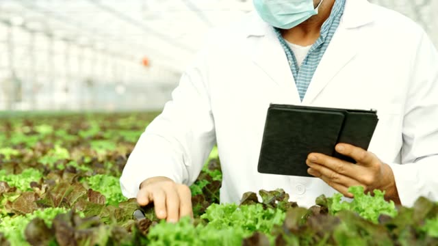 SLO MO生物学家在温室做质量控制视频素材画面1