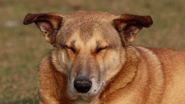 特写的棕色狗视频素材