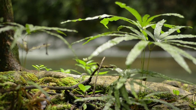 近距离的绿色植物与苔藓生长在树荫下的河流附近的溪流在热带森林。视频素材