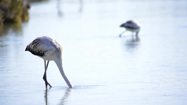 大火烈鸟在浅水中觅食。Phoenicopterus红的。野生火烈鸟在盐田视频素材