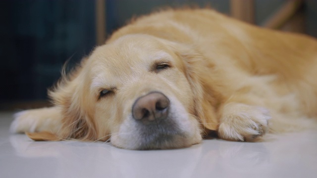 可爱的小金毛猎犬白天昏昏欲睡视频素材