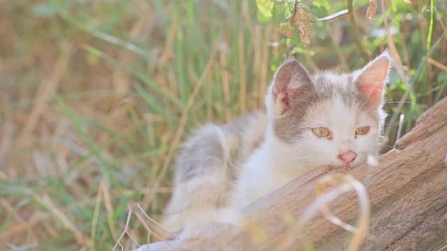 无家可归的小猫躺在街上视频素材