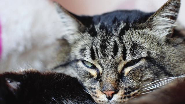 特写的脸，一个打瞌睡的老家灰猫躺在它的爪子和睁开眼睛时，它听到了什么。懒惰的老宠物慢慢睡着了。视频素材