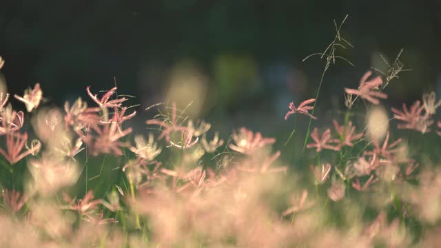 慢镜头风吹草地和美丽的日落。它的牧场景观是美丽和清新的。它在草地上开着粉红色或紫色的花。阳光想着绿叶和花朵视频素材