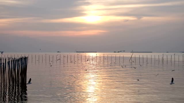 海鸥在夕阳的映衬下美丽地飞翔。泰国邦浦美丽的自然景观，4K视频素材