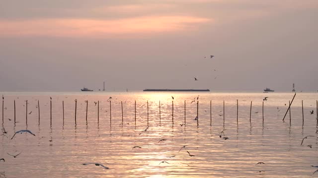 海鸥在夕阳的映衬下美丽地飞翔。泰国邦浦美丽的自然景观，4K视频素材