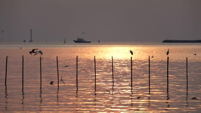 海鸥在夕阳的映衬下美丽地飞翔。泰国邦浦美丽的自然景观，4K视频素材