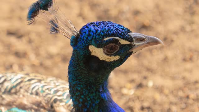 印度孔雀(Pavo cristatus)，也被称为普通的孔雀，和蓝色的孔雀，是一种原产于印度次大陆的孔雀物种。视频素材