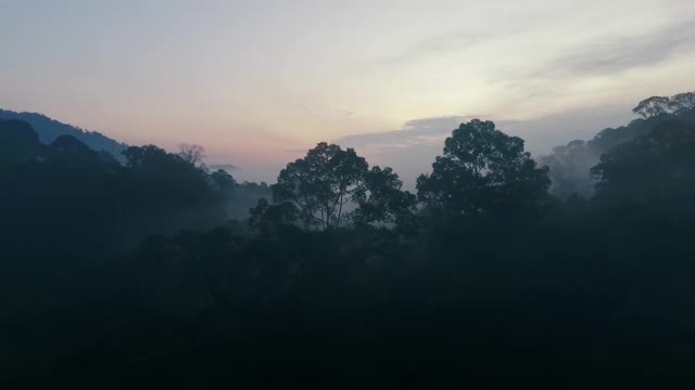 神秘热带雨林的黎明视频素材