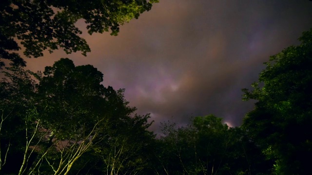 银河夜森林视频素材