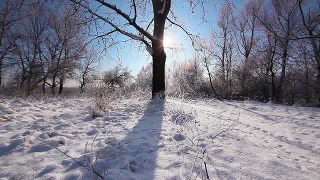 在一个树木被雪覆盖的冬季公园里飘落的雪花，慢镜头视频素材