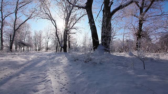 在一个树木被雪覆盖的冬季公园里飘落的雪花，慢镜头视频素材