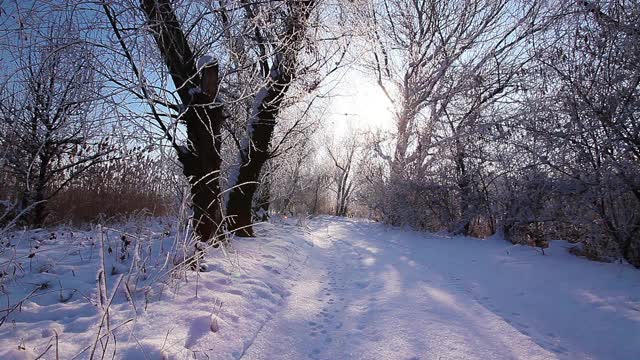 在一个树木被雪覆盖的冬季公园里飘落的雪花，慢镜头视频素材