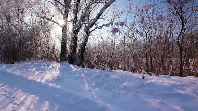 在一个树木被雪覆盖的冬季公园里飘落的雪花，慢镜头视频素材