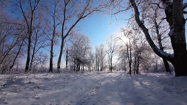 在一个树木被雪覆盖的冬季公园里飘落的雪花，慢镜头视频素材