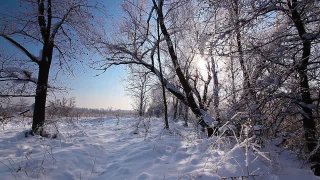 在一个树木被雪覆盖的冬季公园里飘落的雪花，慢镜头视频素材