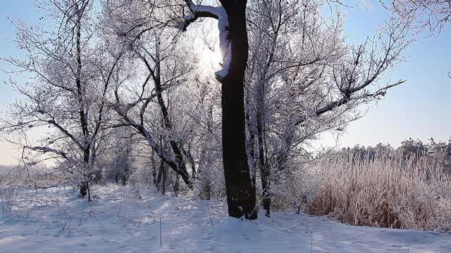 在一个树木被雪覆盖的冬季公园里飘落的雪花，慢镜头视频素材