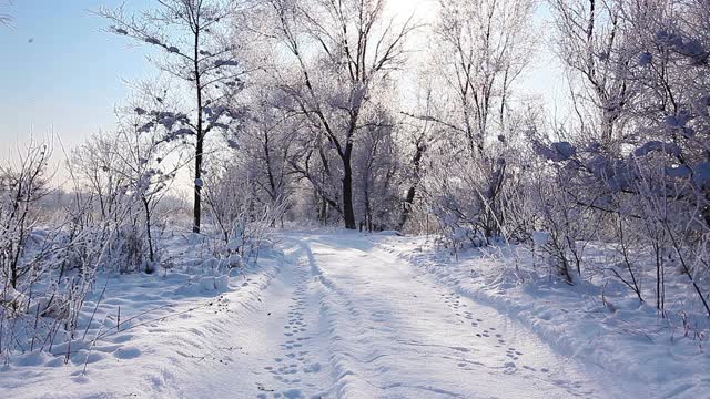 在一个树木被雪覆盖的冬季公园里飘落的雪花，慢镜头视频素材