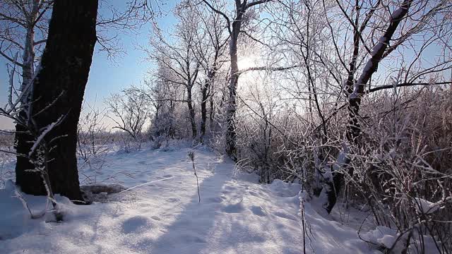 在一个树木被雪覆盖的冬季公园里飘落的雪花，慢镜头视频素材