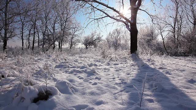 在一个树木被雪覆盖的冬季公园里飘落的雪花，慢镜头视频素材