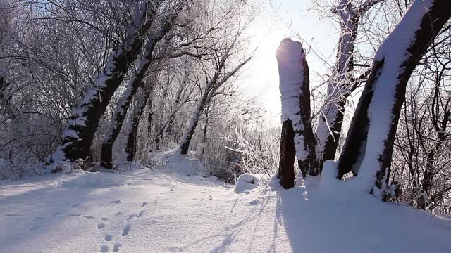 在一个树木被雪覆盖的冬季公园里飘落的雪花，慢镜头视频素材