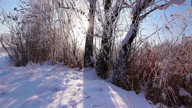 在一个树木被雪覆盖的冬季公园里飘落的雪花，慢镜头视频素材