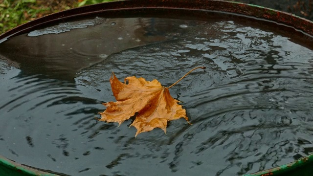 一个装着雨水的桶，里面漂浮着一片黄色的枫叶，还有一块正在融化的冰视频下载