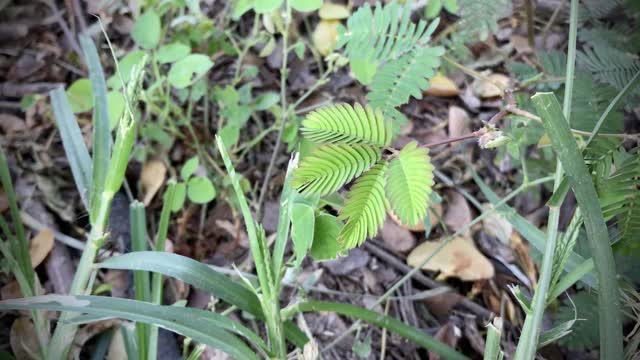 植物在野外生长的特写镜头视频下载