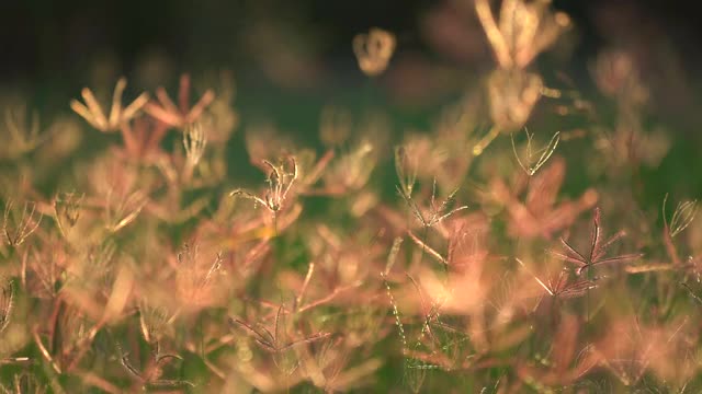 草花田在风，美丽的自然在乡村，阳光在草坪草地，风吹在绿色的田野美丽，紫色的植物花清新和放松的时间在牧场视频素材